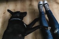 Kaboompics - Black Dog Lying Beside a Person's Legs on Wooden Floor
