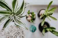 Kaboompics - Top View Spring Bulbs and Green Leaves in Glass Jars