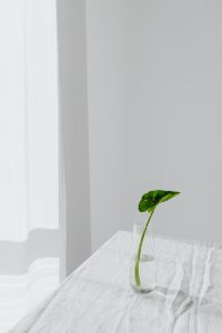 Kaboompics - Alocasia Seedling in a Glass Vase on a White Table by a Window