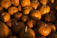 Kaboompics - Rows of Orange Pumpkins in Sunlight and Shadow