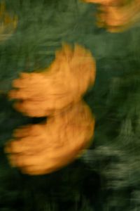 Kaboompics - Soft Orange Flowers in Motion Blur