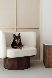 Kaboompics - Small Dog Relaxing on Upholstered Armchair in Minimalist Room