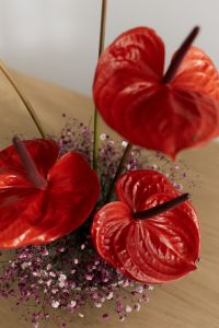 Kaboompics - Red Anthurium Ikebana Flower Arrangement