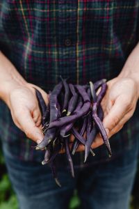 Kaboompics - Vertical Photo of Both Hands Holding Purple Bean Pods