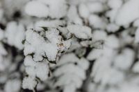 Kaboompics - Branches covered with fresh snow