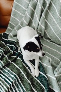Kaboompics - Small Dog Resting Under Green Throw on Sofa