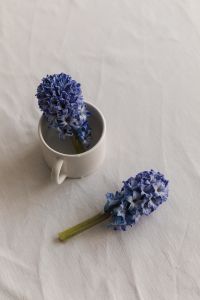 Kaboompics - Blue Hyacinth in White Cup with Fallen Blossom on Linen