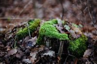 Kaboompics - Mossy Stump Surrounded by Fallen Autumn Leaves
