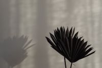 Kaboompics - Close-Up of a Black Dried Palm Fan with Its Soft Silhouette on a Pale Textured Wall