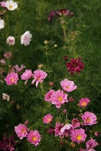 Kaboompics - Pink and Magenta Cosmos in a Flower Garden
