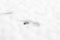 Kaboompics - Minimal White Snow Surface with a Small Exposed Garden Patch, Winter Texture