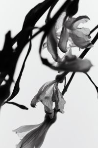 Kaboompics - Withered Flower Backlit Black And White Botanical Decay Aesthetic