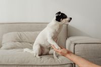 Kaboompics - White Dog Offering a Paw to Its Owner on the Sofa