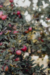 Red apples on a tree in the garden