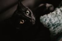 Kaboompics - Black cat