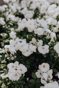 Kaboompics - White Rose Clusters Framed by Garden Leaves
