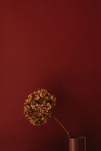 Kaboompics - Dried Hydrangea Bloom on Burgundy Background, Minimal Wallpaper with Copy Space