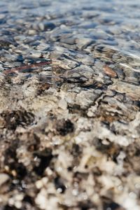 Turquoise Seawater, Pebble Beach and Underwater Fish Textures