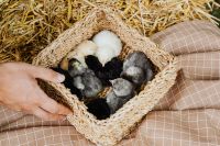 Kaboompics - Mixed-Color Baby Chicks in a Straw Basket