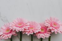 Kaboompics - Pink Gerbera Background