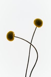 Kaboompics - Craspedia Balls On Curved Stems Minimal Composition