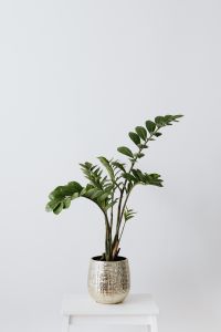 Kaboompics - ZZ Plant Zamioculcas With Glossy Green Leaves
