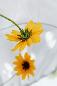 Kaboompics - Blurred Yellow Bloom Reflection on a Bright Mirror Still Life