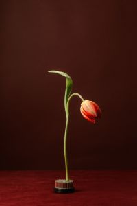 Kaboompics - Single Drooping Red Tulip on Dark Burgundy Background, Minimal Floral Still Life
