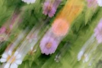 Kaboompics - Pink and Orange Flowers in an Artistic Blurred Background