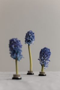 Kaboompics - Blue Hyacinth Trio with Selective Focus and Background Blur