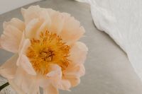 Kaboompics - Peach Flower Close-Up beside White Fabric and Neutral Surface