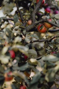 Kaboompics - Red apples on a tree in the garden