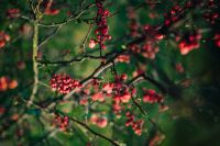 Kaboompics - Red rowan on trees