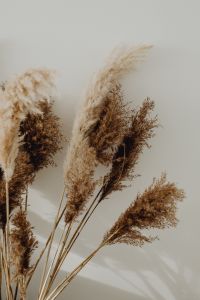 Kaboompics - Pampas Grass In A Vase