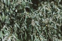 Kaboompics - Dense Willow-Like Tree Foliage in Coastal Bulgaria