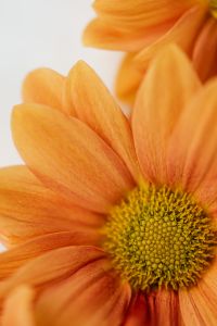 Kaboompics - Macro Golden Chrysanthemum Petals for Floral Texture