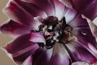 Kaboompics - Close-Up Purple Dried Flower Center