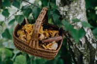 Kaboompics - Basket Of Chanterelle Mushrooms On Forest Floor