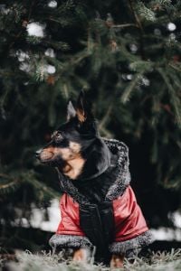 Kaboompics - Small dog with warm jacket