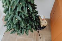 Kaboompics - Wrapped Gift Beneath a Decorated Christmas Tree