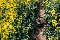 Kaboompics - Vintage Camera in a Blooming Canola Field