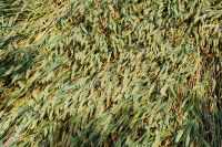 Kaboompics - Field of grain