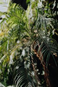 Kaboompics - Tall Palm Trees Rising Through a Botanical Garden Canopy