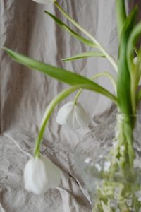 Kaboompics - White Tulip Stems and Drooping Blooms in a Glass Vase, Neutral Floral Still Life