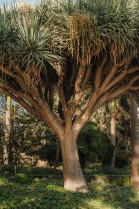 Kaboompics - Mature Yucca Tree in Mediterranean Garden