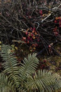 Kaboompics - Fern in the forest