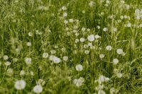Kaboompics - Wide Meadow of Dandelion Seed Heads Rising Above Tall Green Grass