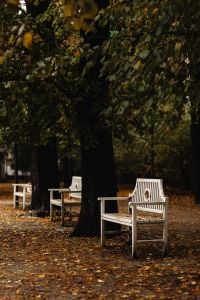 Kaboompics - Empty White Chairs and Tables Under Autumn Park Trees
