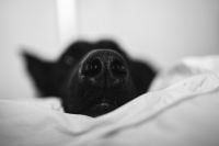 Kaboompics - Black Dog Snuggled in Bed with Its Nose Above the Blanket
