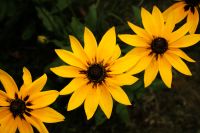Kaboompics - Close Up of Yellow Black Eyed Susan Flowers With Dark Green Background